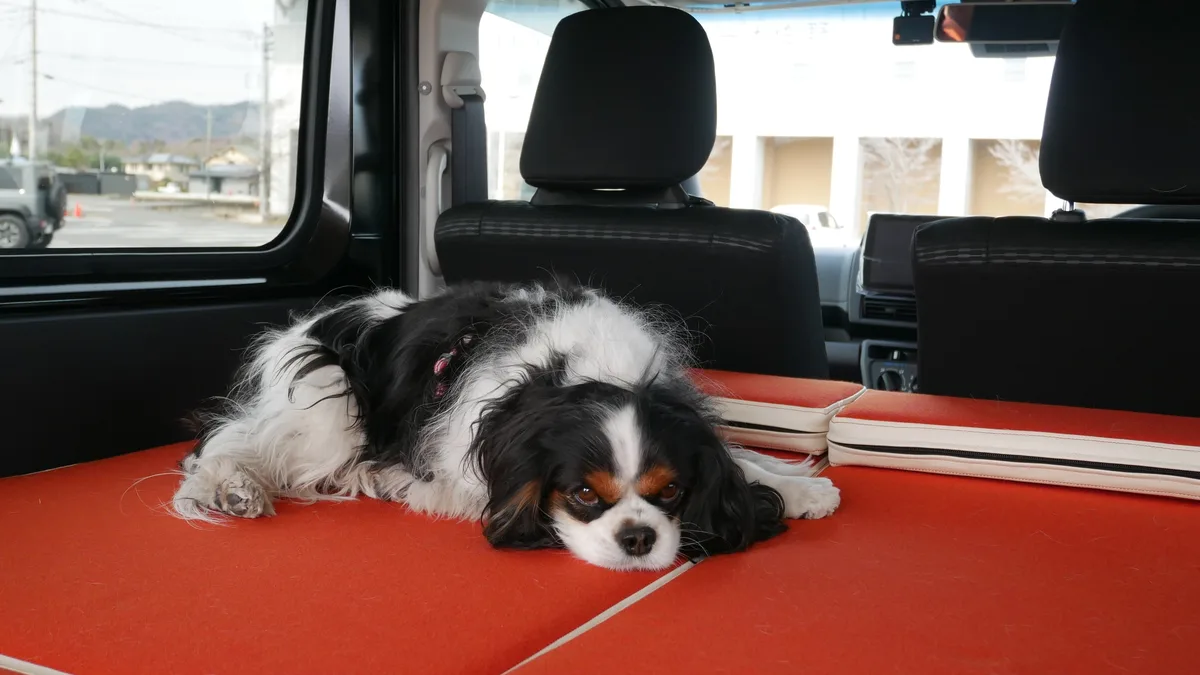 車内のベッドでくつろぐ犬